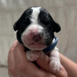 Uno - Parti male Goldendoodle puppy in Lancaster, Pennsylvania from Doodles in the Skye