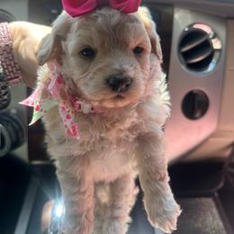 Lily - Apricot female Maltipoo puppy in Apple Valley, California from Boujeepups