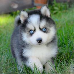 Maple - Black and white male Pomsky puppy in Bremen, Indiana from AMS Pomeranians and Pomskies in Indiana