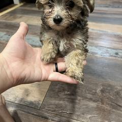 Assorted Doodle Crosses and Yorkshire Terrier Puppies from JC Yorkies