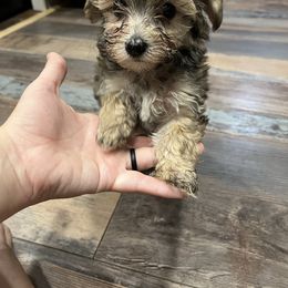 Assorted Doodle Crosses and Yorkshire Terrier Puppies from JC Yorkies