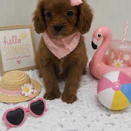 Pink bow - Red female Cavapoo puppy in Waskom, Texas from Pearls & Curls doodles & poodles