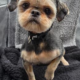 Raven - Shih Tzu