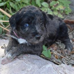 Light Pink Collar Female - Blue merle female Aussiedoodle puppy in Parma, Idaho from Arena Valley Acres