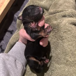 Bernedoodle and Poodle Puppies from Brossier Bernedoodles