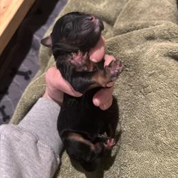 Bernedoodle and Poodle Puppies from Brossier Bernedoodles