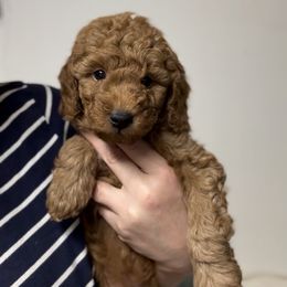 Penny's Red boy - Red  male Goldendoodle puppy in Phelan, California from High Desert Doodles - the original