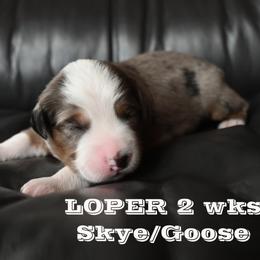 LOPER - Blue merle male Miniature American Shepherd puppy in Pasco, Washington from ROCK CREEK LABRADORS Pasco, WA