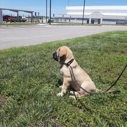 AKC PUP 165 - Fawn female Mastiff puppy in Ava, Missouri from Ozark Mountain Mastiffs