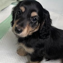 Dachshund Puppies from Luyala Dachshunds