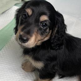 Dachshund Puppies from Luyala Dachshunds