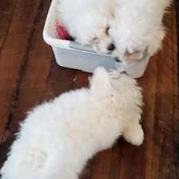 Bichon Frise puppies from Jodith's Bichon Frise