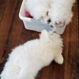 Bichon Frise puppies from Jodith's Bichon Frise