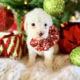 Holly - Pink - Cream female Goldendoodle puppy in Philadelphia, Mississippi from Oakie Doodles