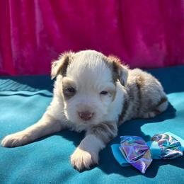 Tulip - Red merle female Toy Australian Shepherd puppy in Forney, Texas from Texas Talent Toy Aussie's