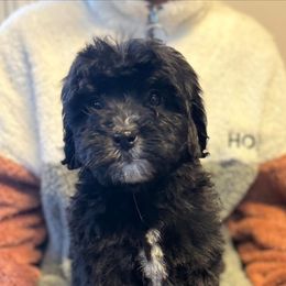 Bernedoodle, Goldendoodle, and Poodle Puppies from JensenBelle Doodles