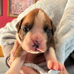 Stagg - Fawn male Boxer puppy in Elyria, Ohio from Just-A-Wyn Boxers