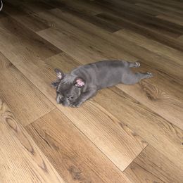 French Bulldog Puppies from LCBMM