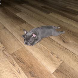 French Bulldog Puppies from LCBMM