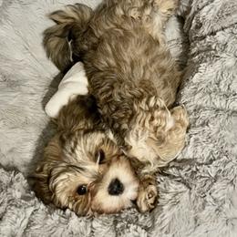 Bella - Red sable female Havanese puppy in Dallas/Fort Worth, Texas from Sweet Feats Havanese