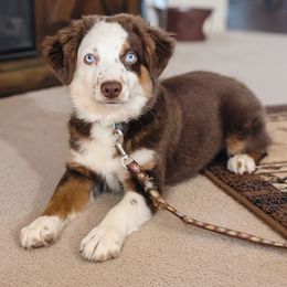 Boy 1 - Red tri male Miniature Australian Shepherd puppy in Quitman, Arkansas from Horseshoes and Aussies