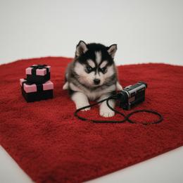 David - Black and white male Pomsky puppy in Bucyrus, Missouri from Hill Top Pomskies