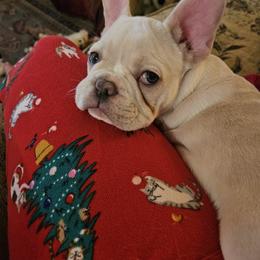 French Bulldog Puppies from Electric City Frenchies