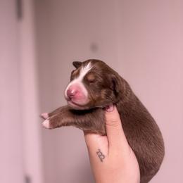 Daisy AKC - Red tri-color female Australian Shepherd puppy in Orlando, Florida from Skaky Shepherds