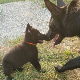 German Shepherd Puppies from Sheldon Shepherds LLC