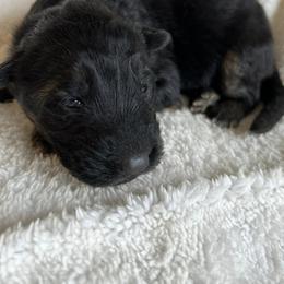 German Shepherd Puppies from B&R Kennel