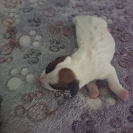 Girl 1 - Tri-color female Jack Russell Terrier puppy in Newberg, Oregon from Creeks End Ranch