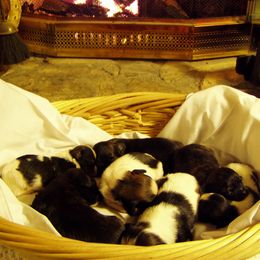 Lhasa Apso Puppies from Ponderosa Lhasa Apso Ranch