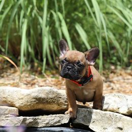 Orange Collar - Fawn and white male French Bulldog puppy in Wichita, Kansas from Phantasticus French Bulldogs
