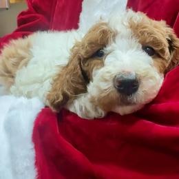 Purple - Parti female Goldendoodle puppy in Tucson, Arizona from Adored Poodle & Doodles