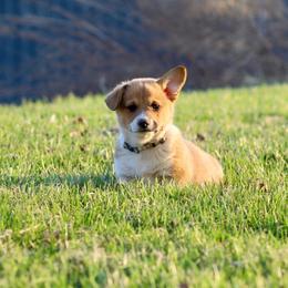 Boy 4 - Sable male Pembroke Welsh Corgi puppy in Ocala, Florida from Dolan Farms Corgis