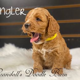 Cockapoo Puppies from Crandall’s Doodle Barn