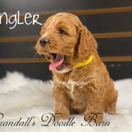 Cockapoo Puppies from Crandall’s Doodle Barn