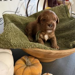 Mr. Green - Red male Cavapoo puppy in Nampa,, Idaho from Clig Doodle Days