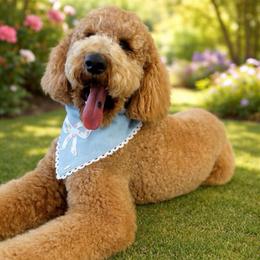 Benji - Goldendoodle
