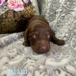 Adam - Chocolate and tan male Dachshund puppy in Aiken, South Carolina from State Eight Dachshunds
