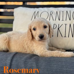 Rosemary - Cream female Goldendoodle puppy in Greenville, North Carolina from ENC Goldendoodles