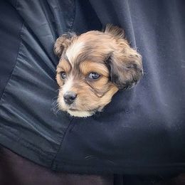 Cavapoo Puppies from Sophie's Puppy Den