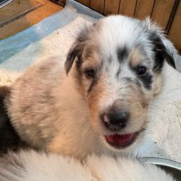 Yule - Blue merle white and tan male Collie puppy in Richmond, Kentucky from Puppy Dog City
