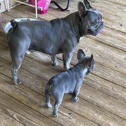 French Bulldog All Grown Up from Blueridge Frenchies