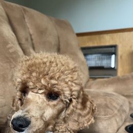 Tillie - Poodle