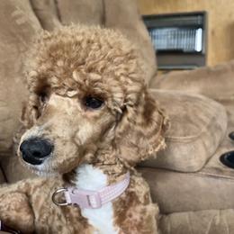 Tillie - Poodle