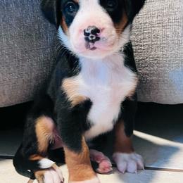 Sirri girl - Black, white and red female Greater Swiss Mountain Dog puppy in Gainesville, Florida from Ambermoon Kooikerhondje Blackamber Greater Swiss Mountain Dogs