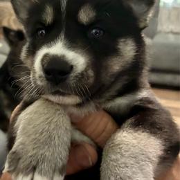 Mina - Agouti and white female Siberian Husky puppy in Walker, Louisiana from TRUHUSKY SIBERIANS