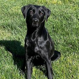 Birdie - Labrador Retriever