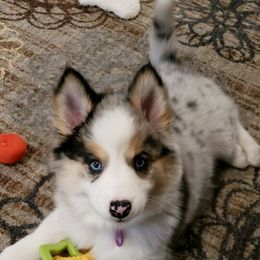Pomsky Puppies from Rosehill Pomskies